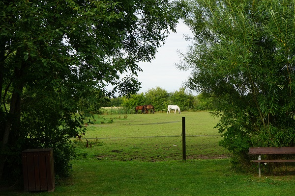 Pferde neben dem Spielplatz Borgsum